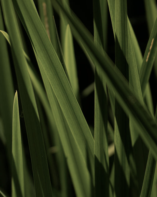 A questo proposito: cos'è il vetiver e che odore ha?