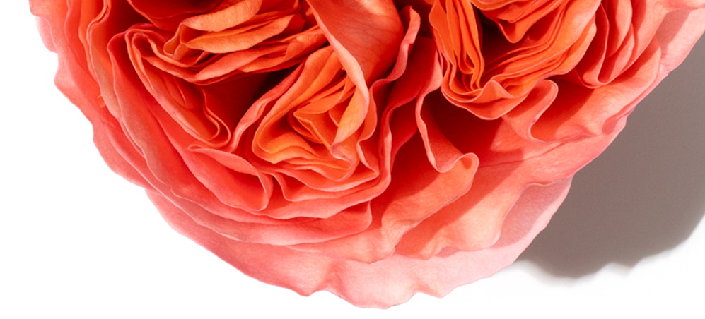 Nota di rosa bulgara