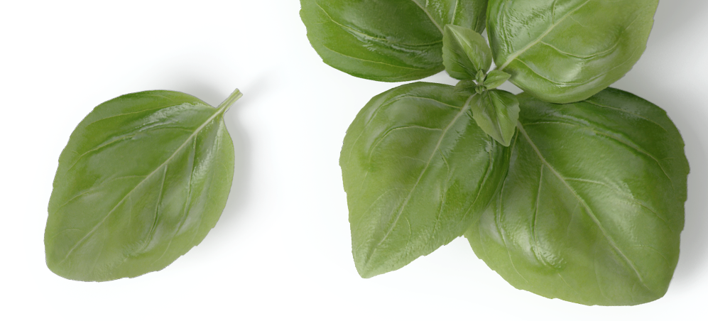 Nota di patchouli
