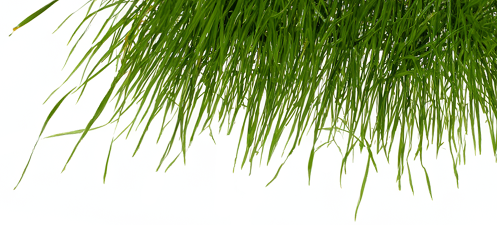 Nota di vetiver