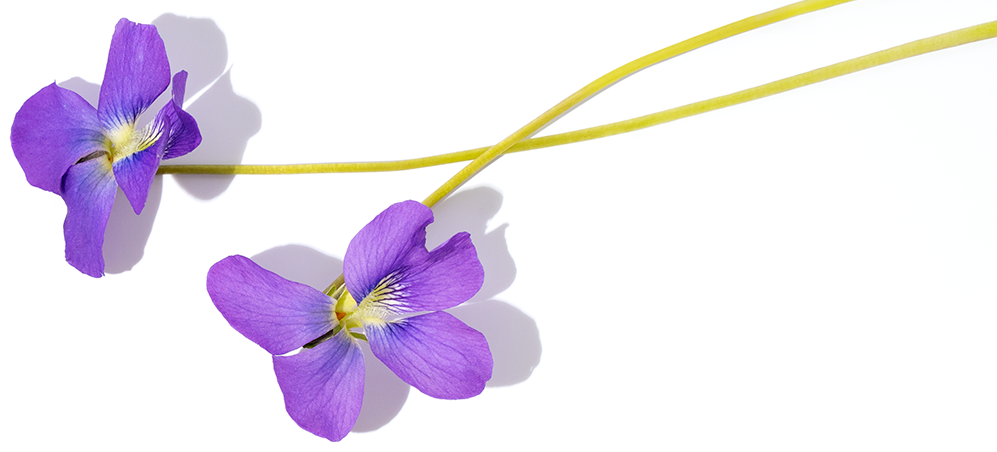 Nota di violetta
