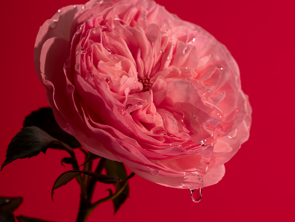 Rosa gocciolante Personal