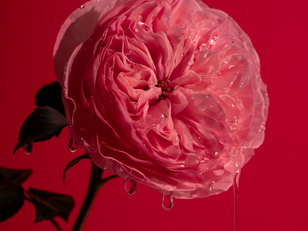 Rosa gocciolante Bold