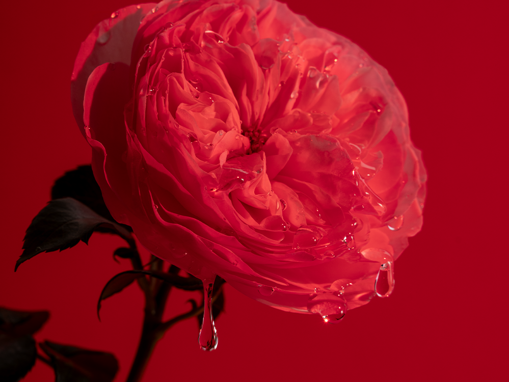 Rosa gocciolante Expressive